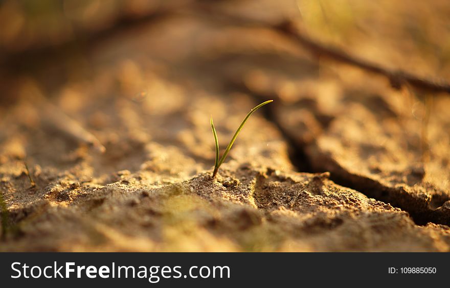 Close-up, View, Dry