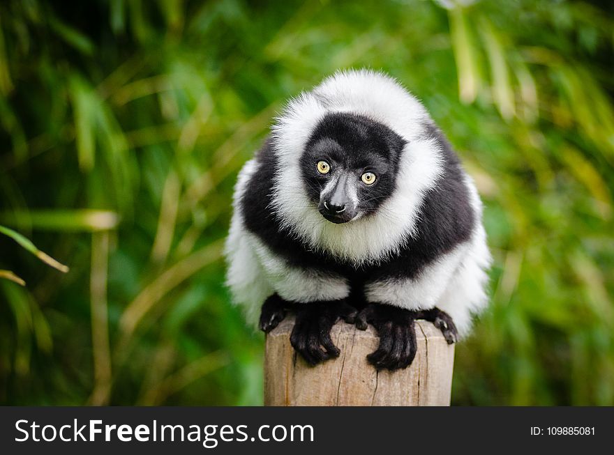 Selective Focus Photography of White and Black Lemur