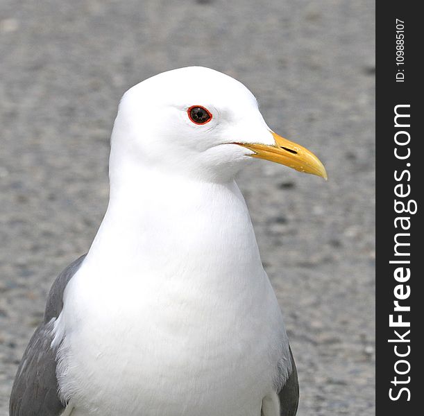 Closeup Photography of White and Grey Seagull