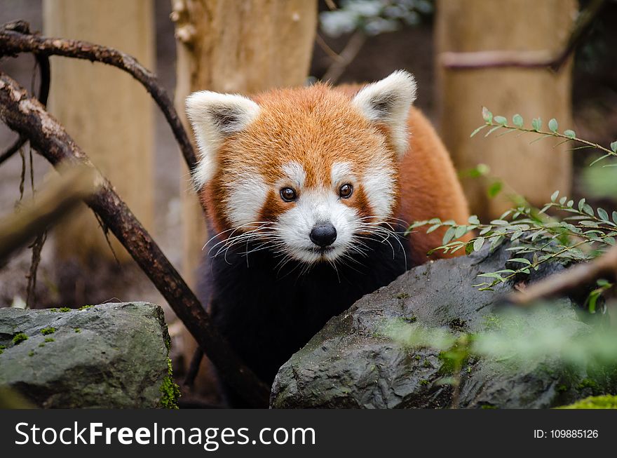 Brown and White Red Panda