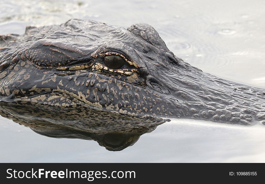 Black and Gray Alligator on Body of Water