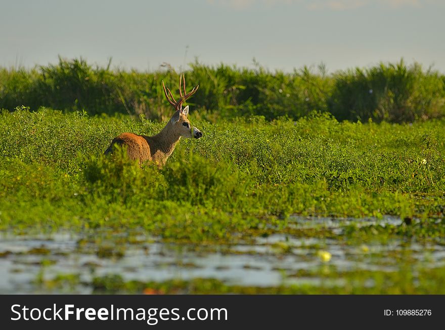 Brown Moose on Green Leafed Grass