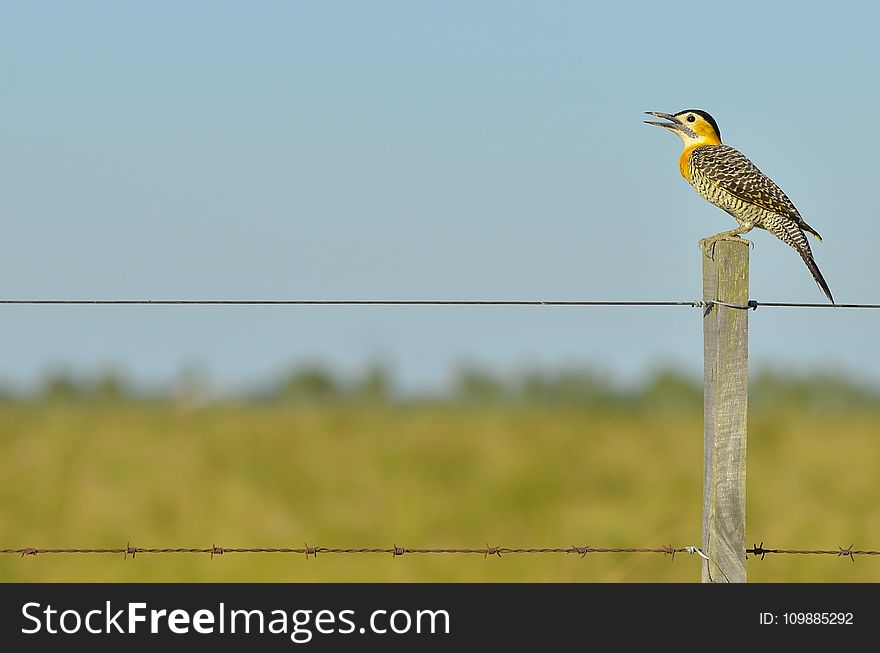 Black White Yellow And Gray Bird Standing On Brown Wooden Fence During Daytime