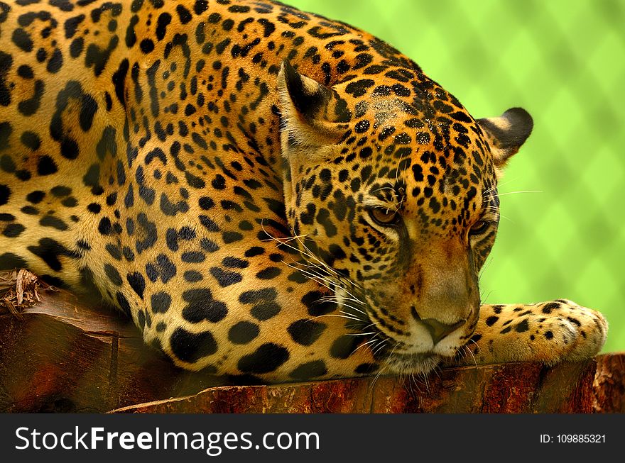 Leopard on Brown Log