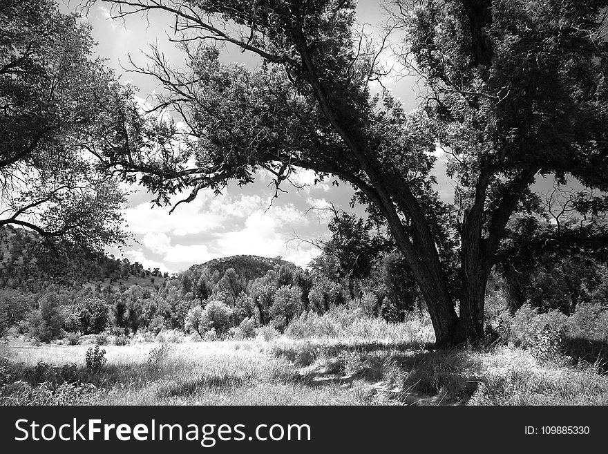 Gray Scale Photography Of Green Tree