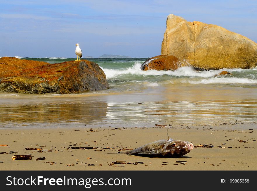 Dead Fish On Seashore During Daytime