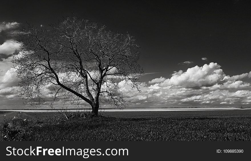 Gray Scale Photo of Leafless Tree Under Cloudy Sky