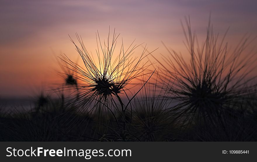 Silhouette of Plants during Sunset