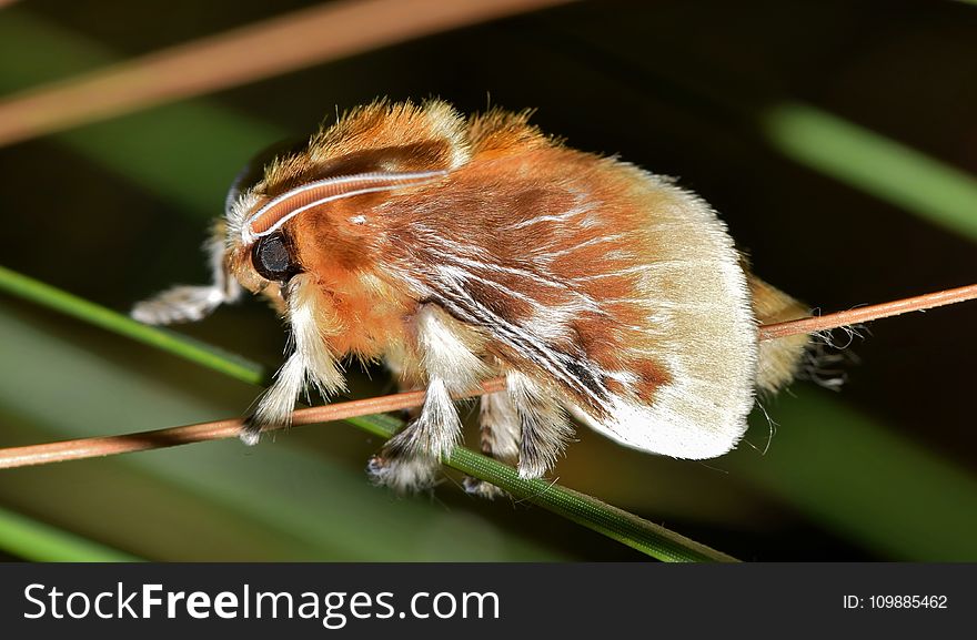 Brown Tussock Moth in Tilt Shift Lens