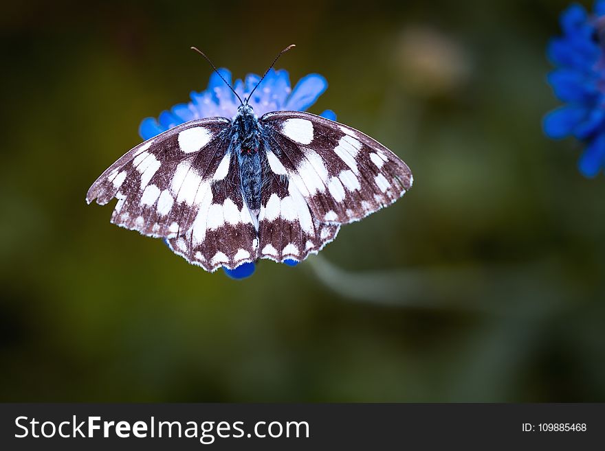 Magpie Moth Perched On Blue Flower In Tilt Shift Lens