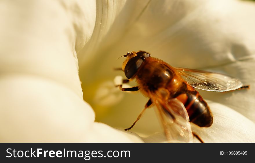 Animal, Bee, Bloom