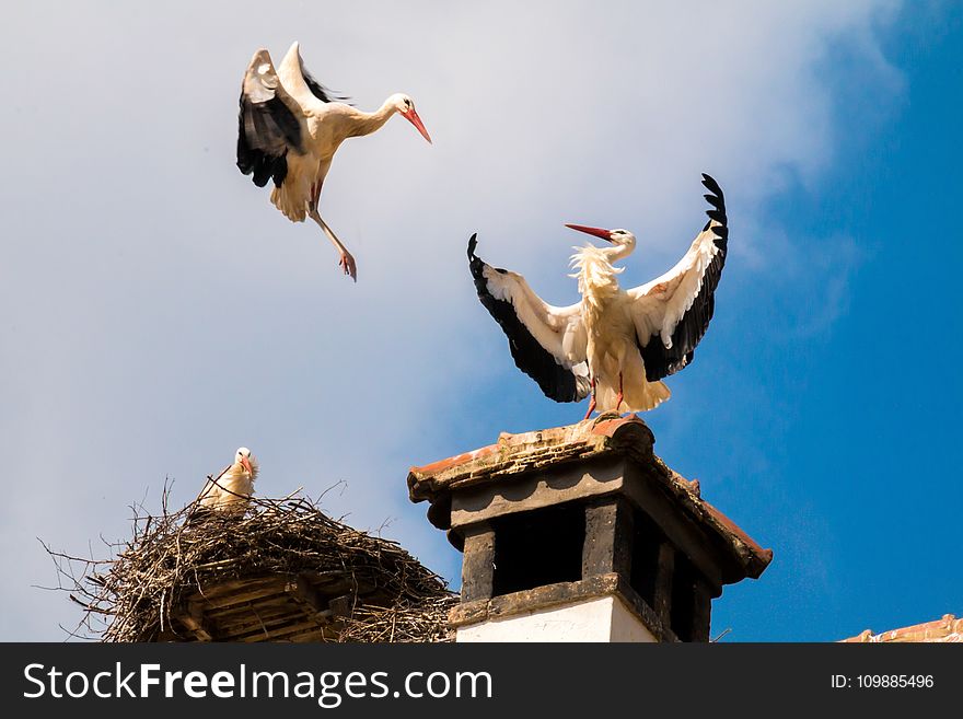 White and Black Standing on Top of Roof Near Another Bird Flying on the Air Under Cumulus Clouds during Daytime