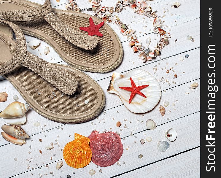 Beige Thong Flat Sandals Placed Beside Seashells