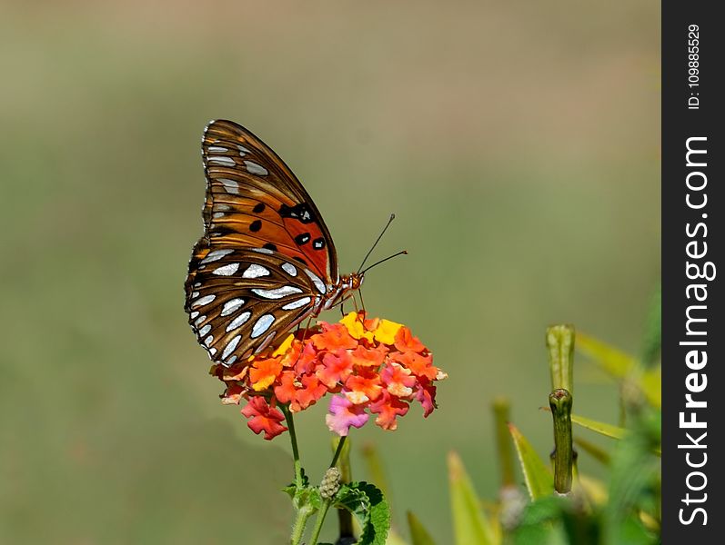 Shallow Focus Photography of Brown and White Butterfly on Orange and Yellow Flowers during Daytime