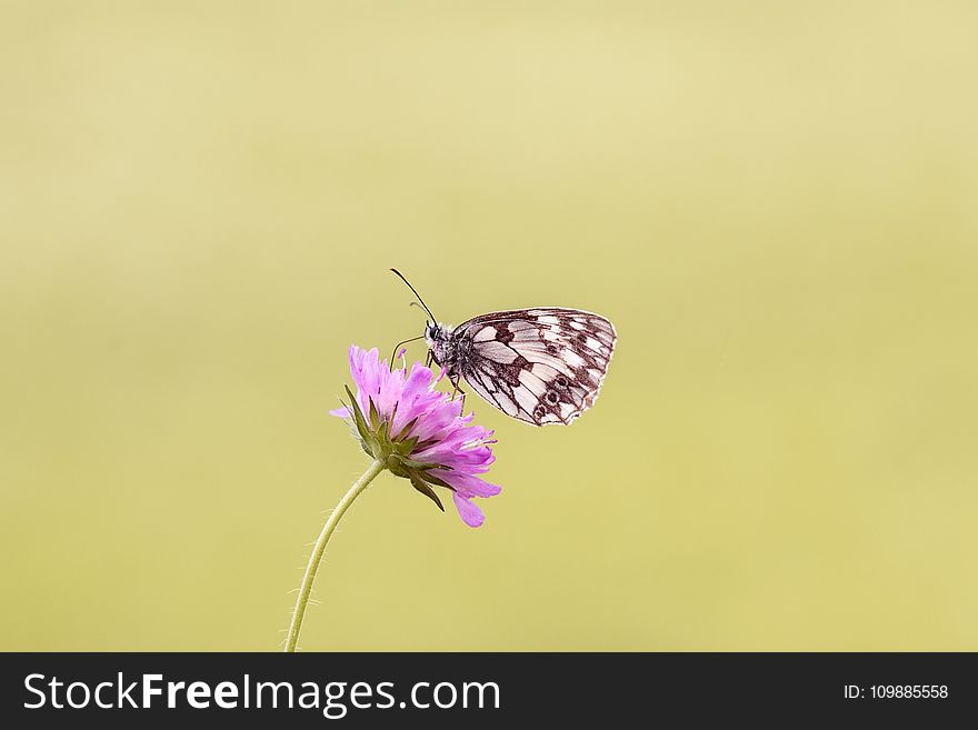 Brown Butterfly Perched On Pink Flower