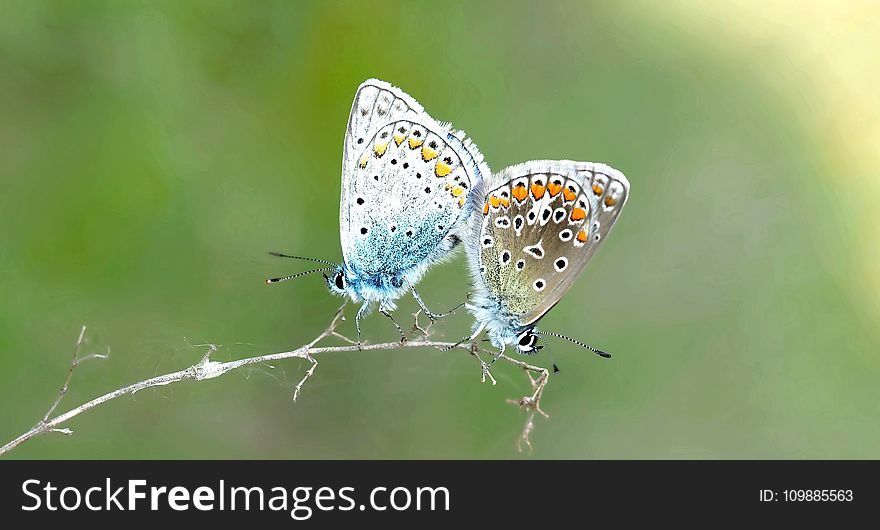 2 Butterfly On Plant Steam