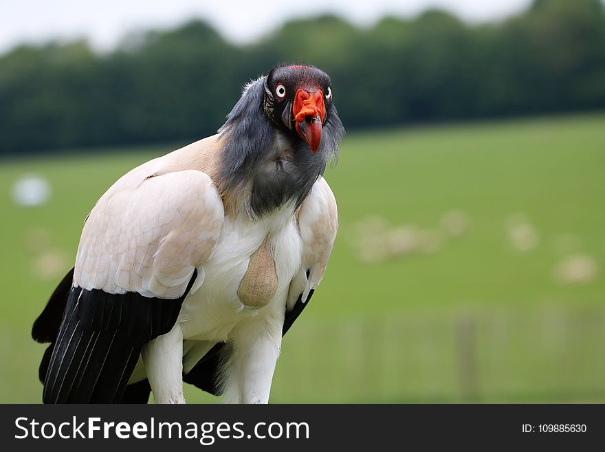 White Black and Orange Bird Selective Focus Photography
