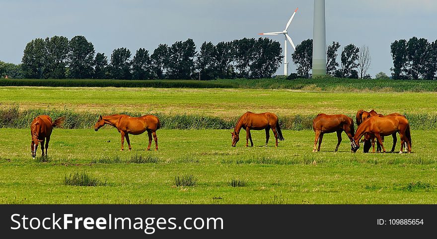 6 Horses On Green Field During Daytime