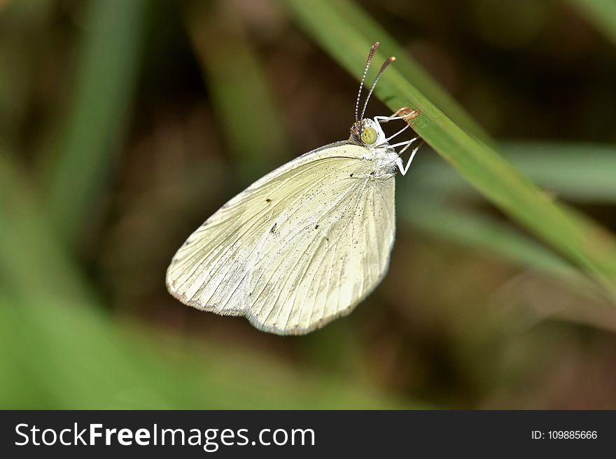 Shallow Focus of White and Green Butterfly