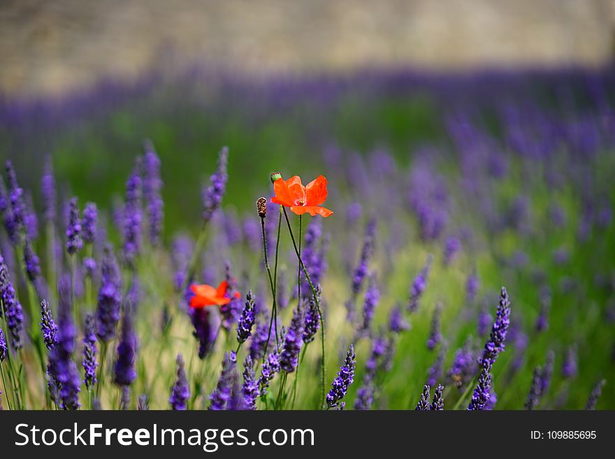 Orange Petal Flowers With Purple Grass during Daytime