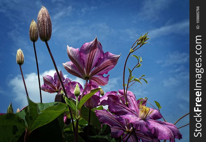 Purple Flowers Under Cloudy Sky in Worms Eye View Photography