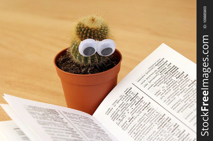Green Cactus Beside White Book