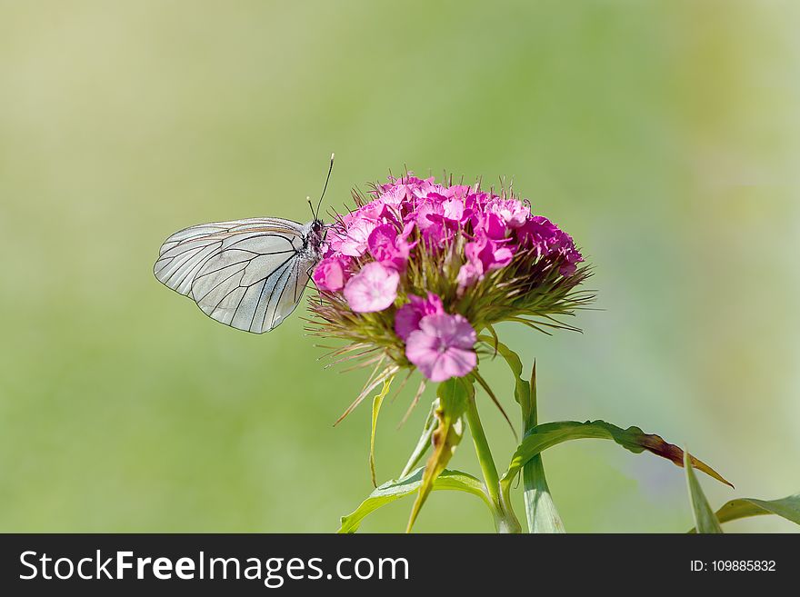 Grey Butterfly Perching on Purple Petal Flower