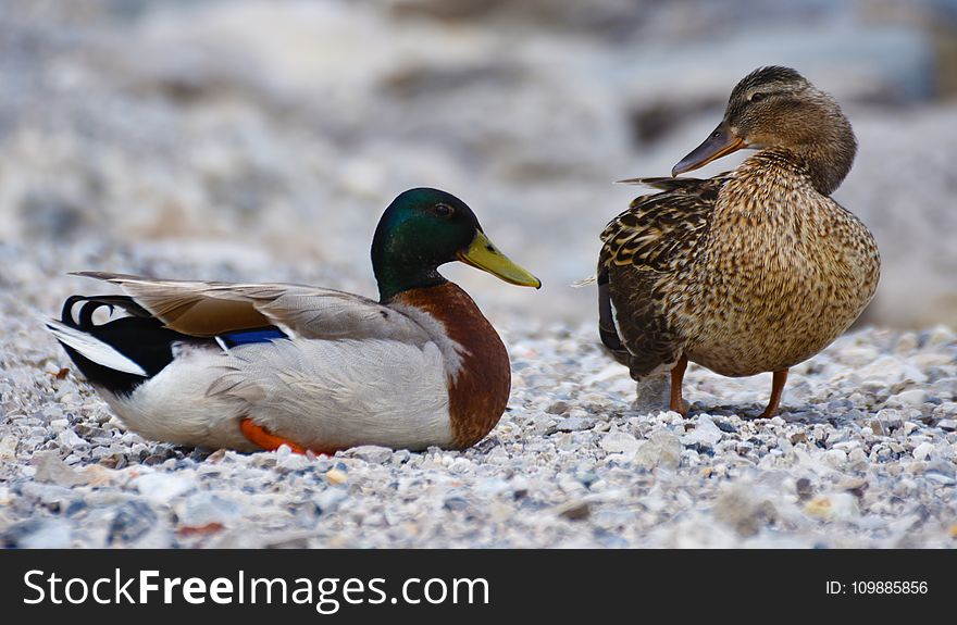 Mallard Duck and Brown Duck Standing on the Stone during Daytime