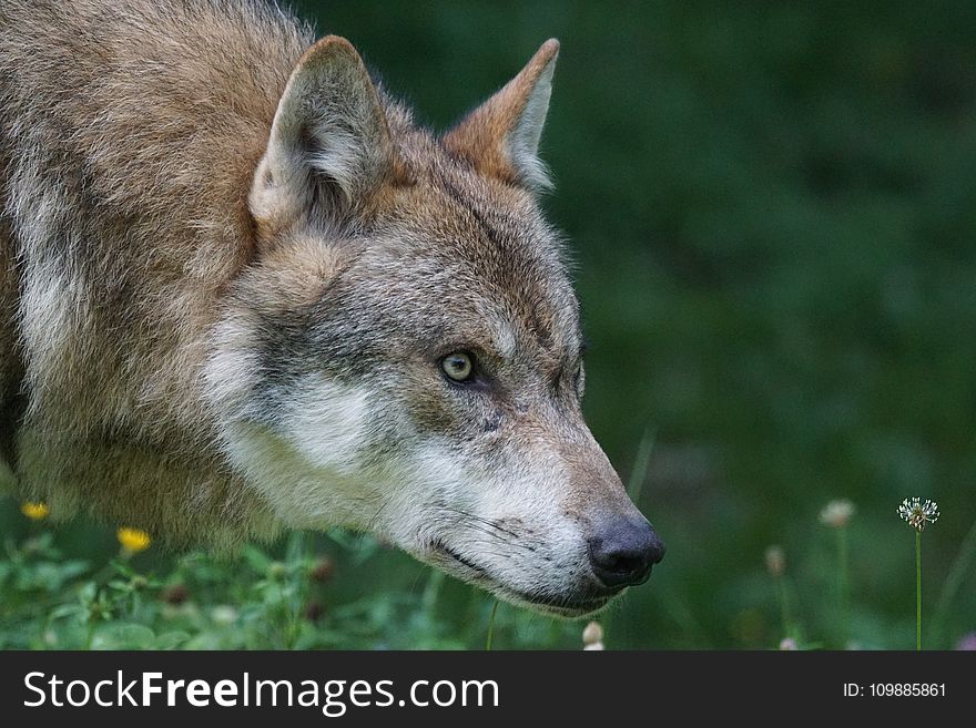 Tan Wolf on Flower Field during Daytime