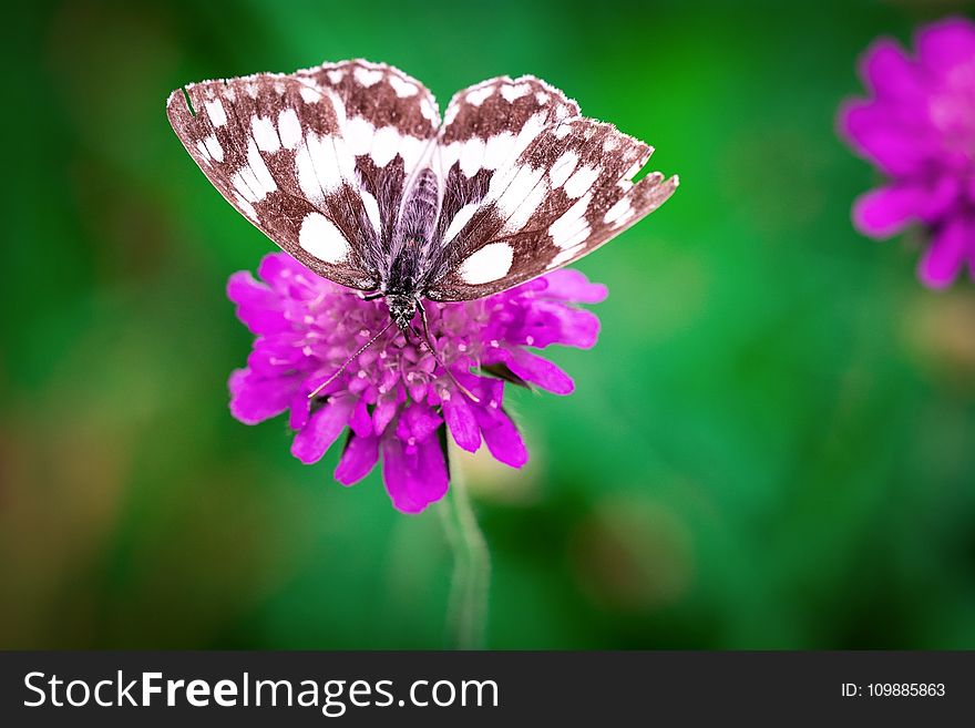White Brown Butterfly Perched on Purple Flower
