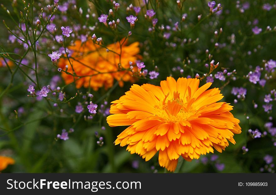 Orange Petaled Flower