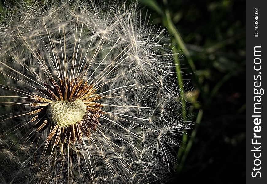 Brown and White Pollen