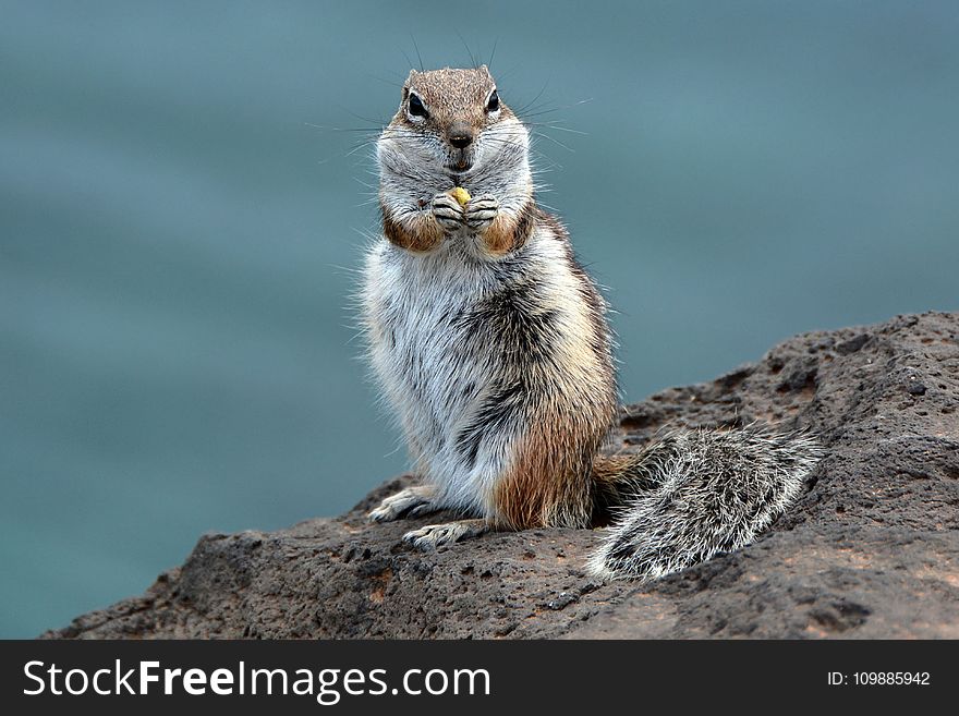 White and Brown Animal at the Cliff