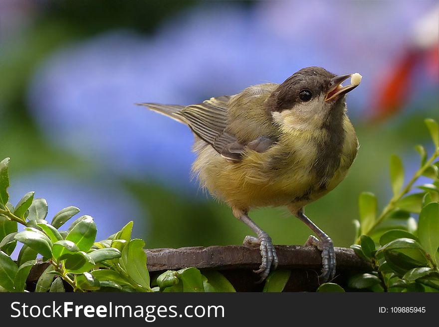Yellow Brown Bird Perch on Tree