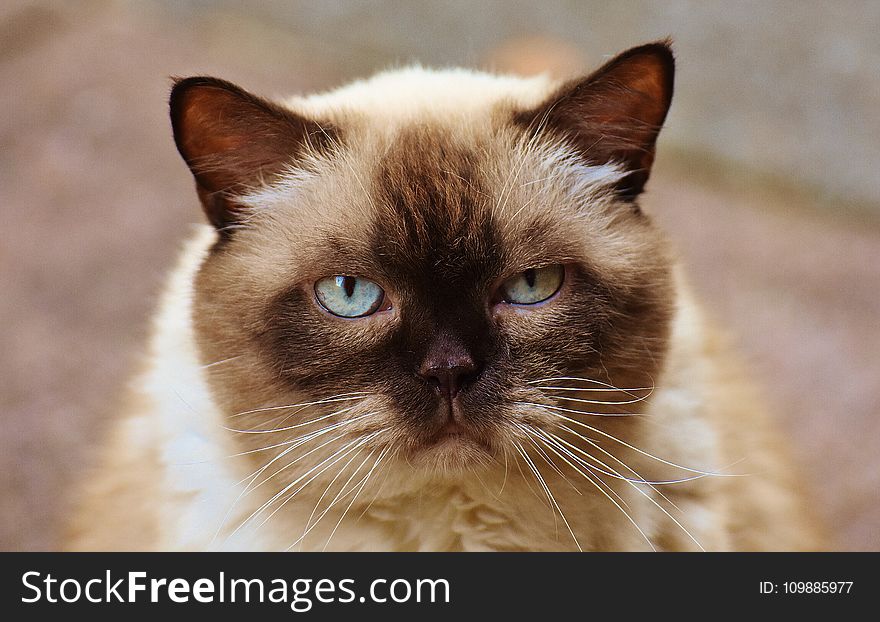 Close-up Photography of Himalayan Cat