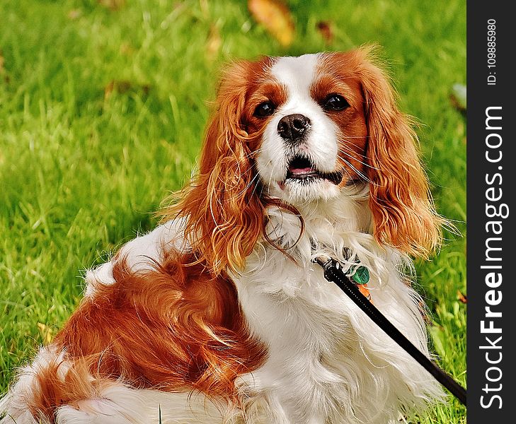 Red and White Cavalier King Charles Spaniel Lying on Green Grass during Daytime