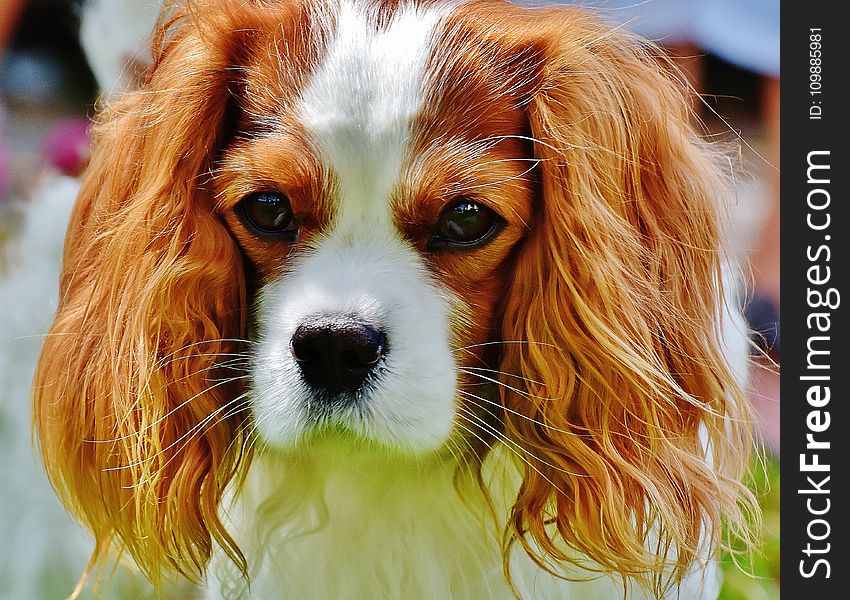 Tan and White Cavalier King Charles Spaniel