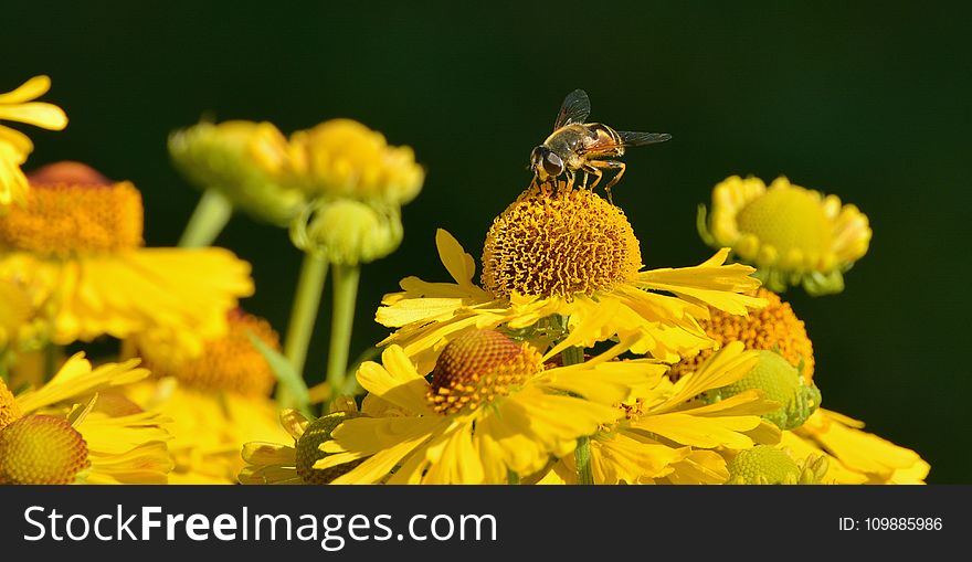 Yellow Honeybee On Yellow Petal Flower