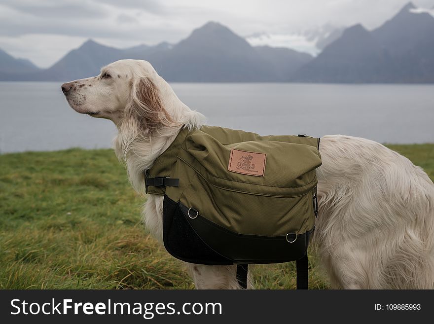 Red Belton English Setter On Grass Field Near Body Of Water