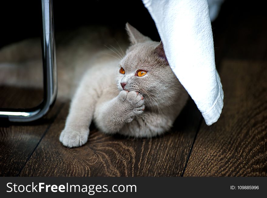 Grey Cat on Brown Textile Beside Stainless Steel Rod