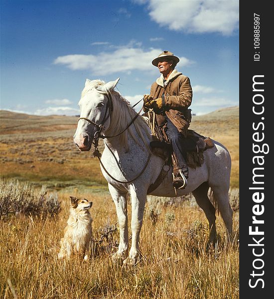 Man on White Horse Next to Dog on Grassy Field