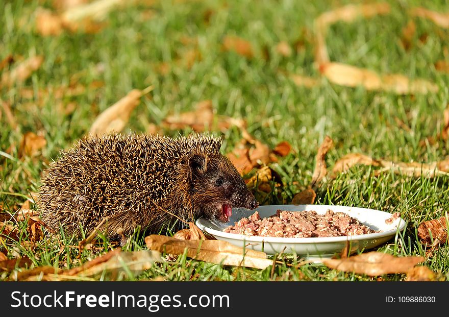 Brown Hedgehod About to Eat on White Ceramic Plate With Brown Dish on Green Grass Field