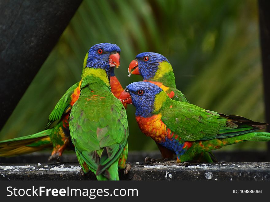 4 Lorikeet on Gray Cement