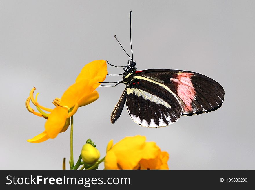 Black Pink and White Butterfly Perched on Yellow Flower Petal