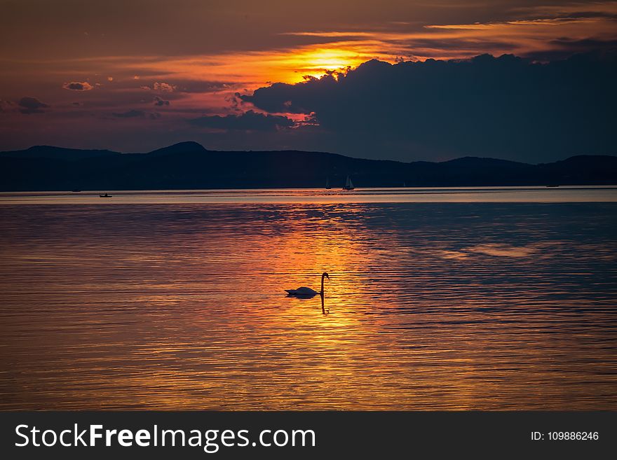 Silhouette Photo of Swan in the Body of Water during Golden Hour