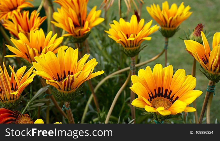 Beautiful, Flowers, Blooming