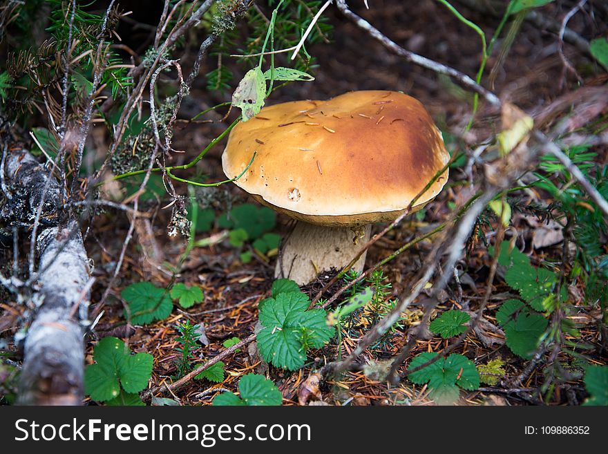 Boletus, Close-up, Fungus