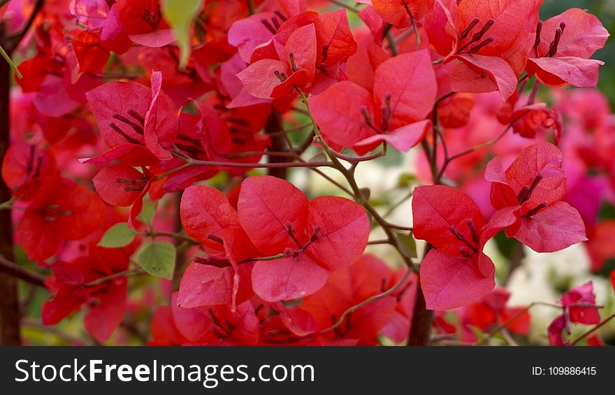 Beautiful, Flowers, Blooming