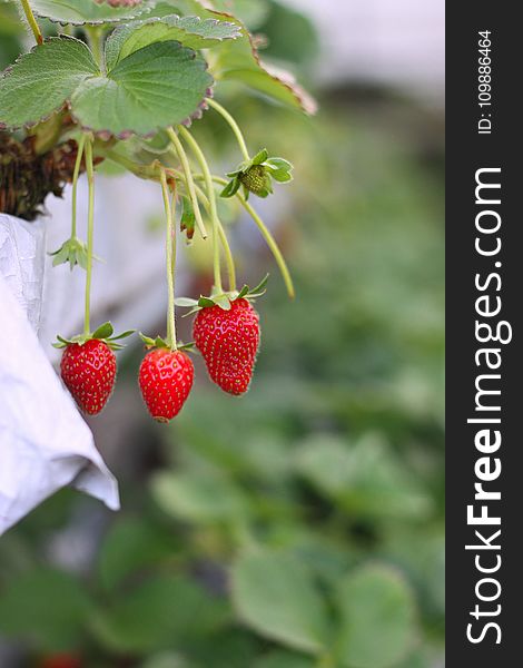 Berries, Blur, Close-up