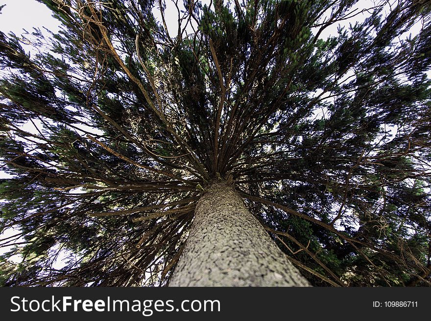 Bark, Branches, Environment